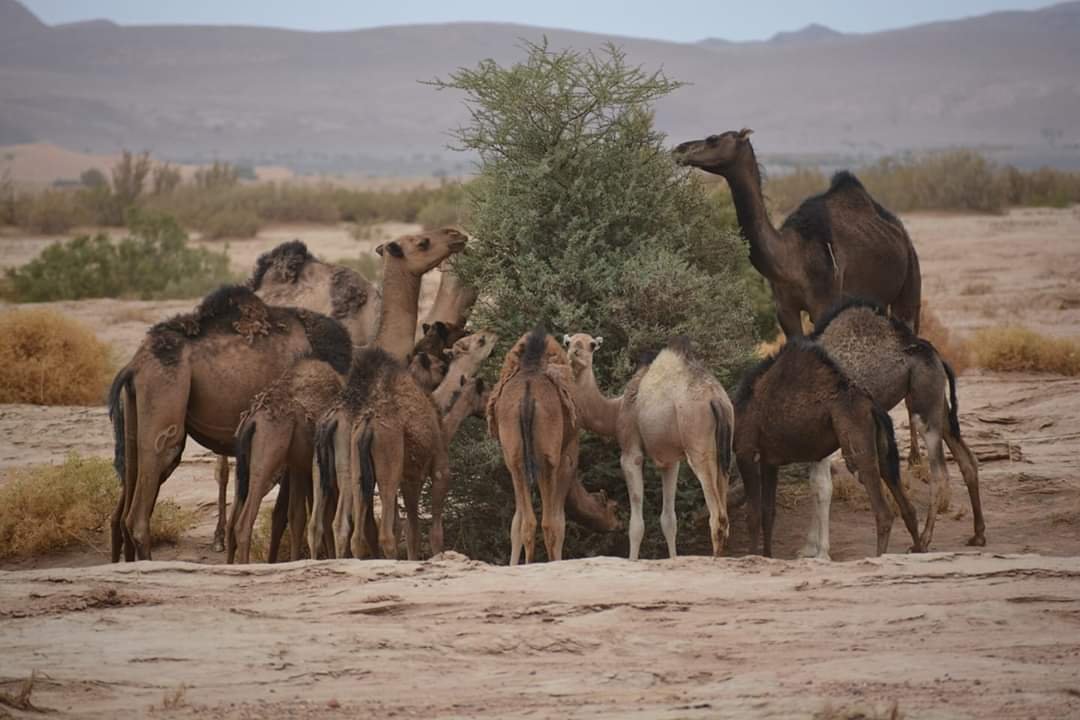 Morocco Travel Guide