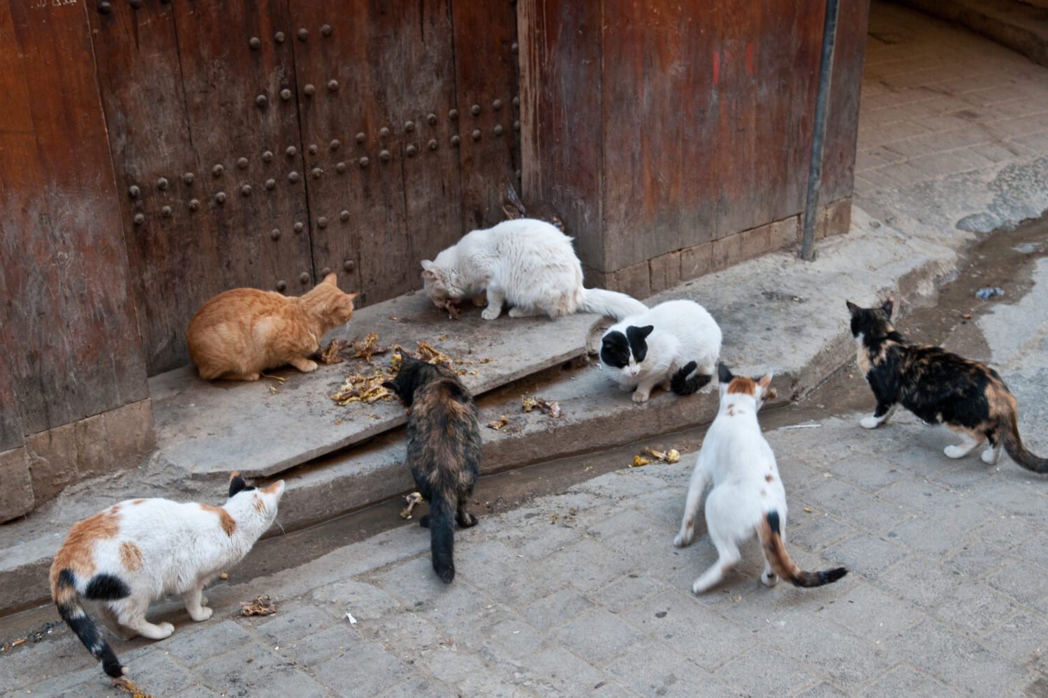 tangier to chefchaoune 2 days tour